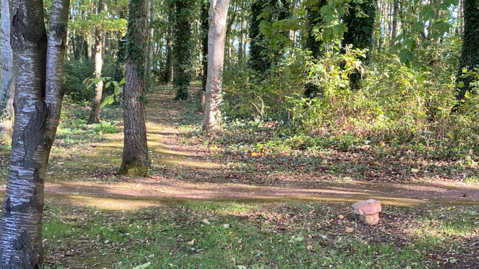 Tithe Barn Nearby Forest View