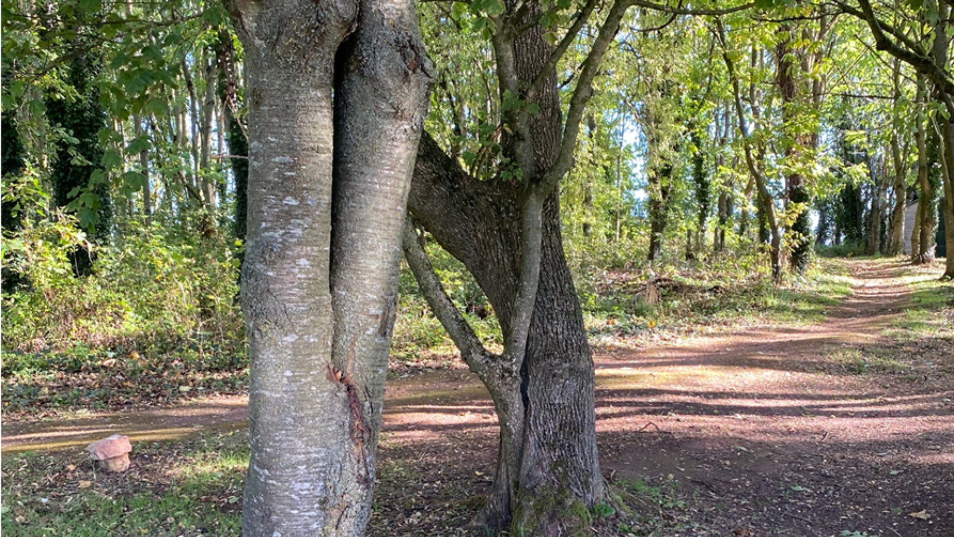 Tithe Barn Nearby Forest View 2